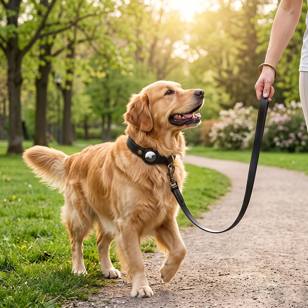 Dog Collar & Leash Combo-3